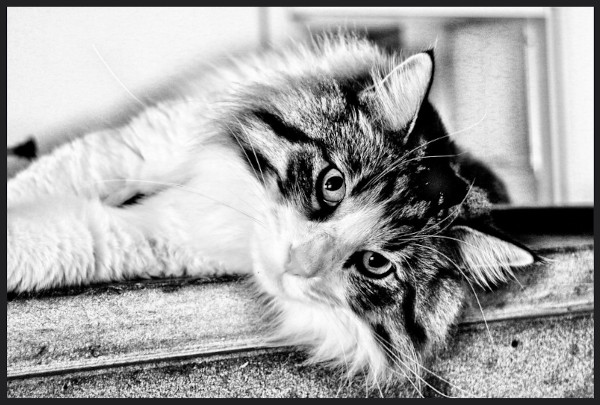 Rag Doll Cat - All rights reserved.